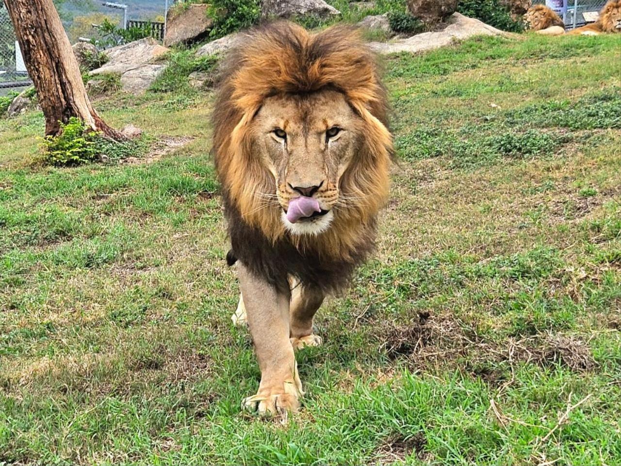 Lions View Accommodation Mbombela Exteriér fotografie